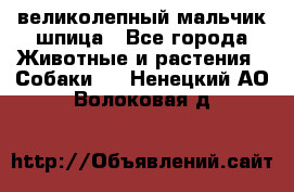 великолепный мальчик шпица - Все города Животные и растения » Собаки   . Ненецкий АО,Волоковая д.